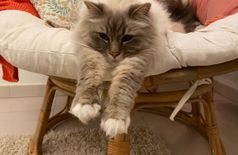 Apartment with 2 cats in Caen