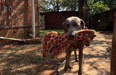 House with 2 dogs in Lilongwe