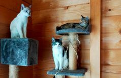 House with 2 dogs, 4 cats in Caupenne-d'Armagnac