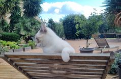 House with 3 cats in Lecci