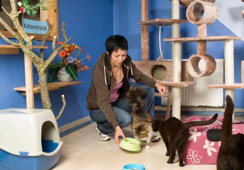 advantages of constant supervision in a cat boarding facility