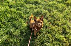 Apartment with 1 dog, 1 cat in Châtillon