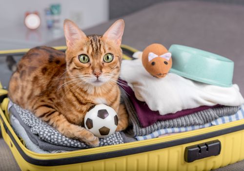 prepare cat's luggage for sitting stay - advice