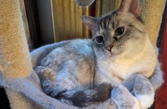 House with 4 cats in New York