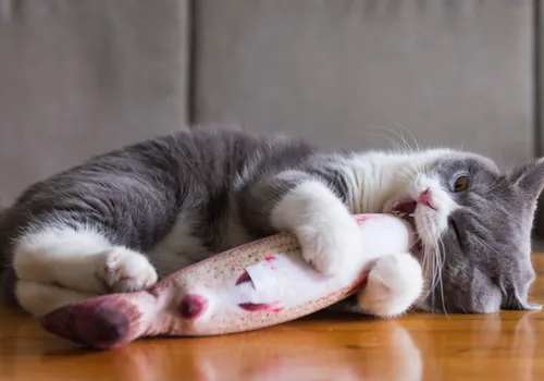 jouet interactif chat stressé