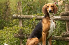 House with 2 dogs, 4 cats, 1 fish, 20 farm animals in Limoges