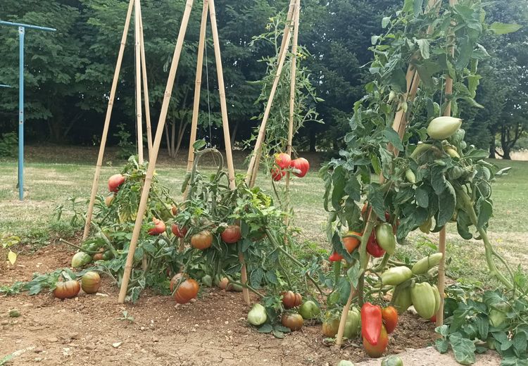 Des photos de la maison de dominique L.