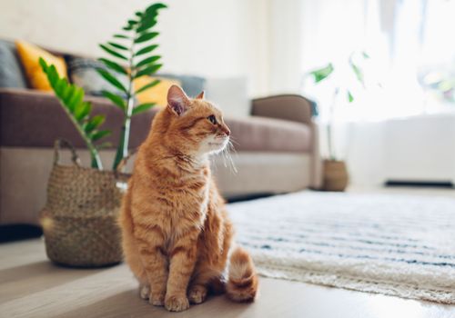 House-sitting is an ideal solution for all pets and animals