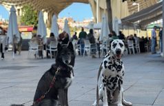 Apartment with 2 dogs in Dos Hermanas