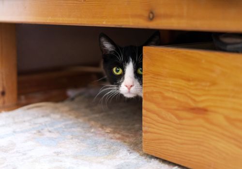 Stressed cat hiding from owner in bedroom closet