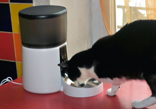 Independent cat eating from automatic food dispenser