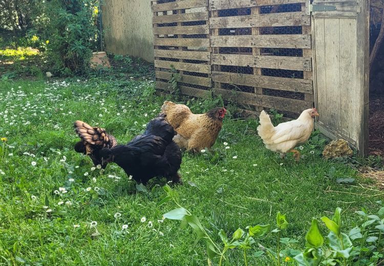 Des photos de la maison de Morgane