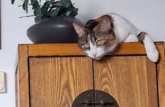 Apartment with 1 cat in Madrid