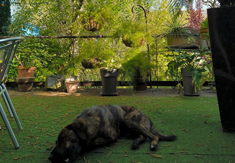 Pictures of Txistu's house