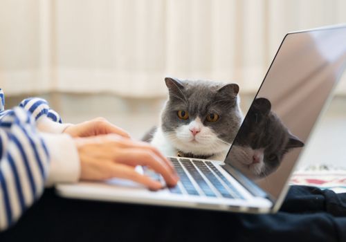 critères choix solution garde chat pension pet-sitter home-sitting