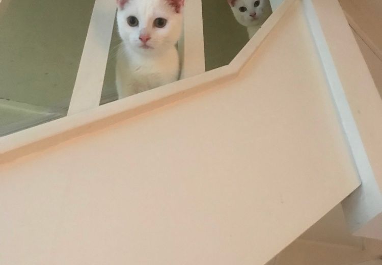 Des photos de la maison de Yael  F.