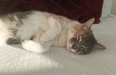 Wohnung in Montreuil – 2 Katzen