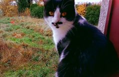 House with 2 dogs, 3 cats, 4 farm animals in Boussac-Bourg