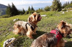 House with 2 dogs, 5 cats in Lyaud