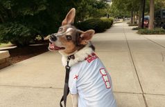 Apartment with 1 dog in Atlanta