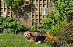 House with 2 dogs, 1 cat in Painswick