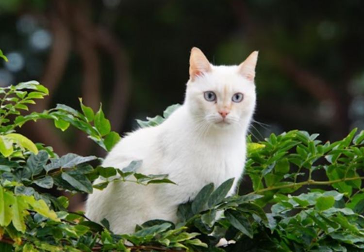 Pictures of Lucy Cat's house