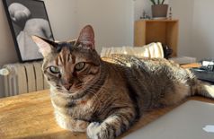 House with 3 cats in Calafell