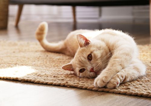 cat sitting solutions for when you're on vacation