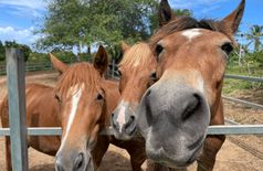 House with 4 dogs, 3 horses, 20 farm animals in Vieques