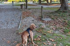 Haus in Penafiel – 1 Hund