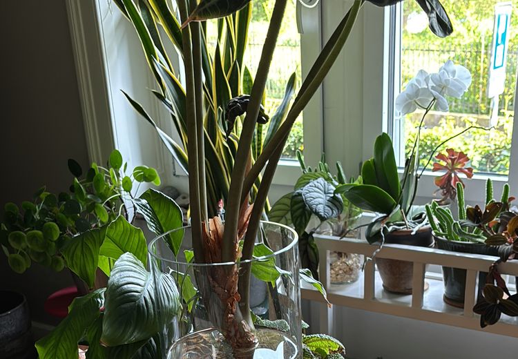 Pictures of SusannZ's house