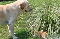 House with 1 dog, 1 cat in Soings-en-Sologne