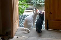 House with 2 cats in Nicosia